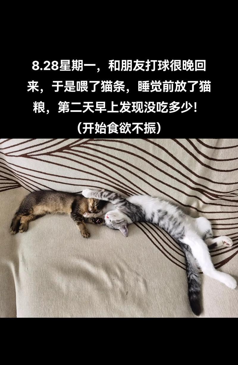探索猫瘟的原因与预防措施（揭秘猫瘟的致病机制与保护宠物猫的方法）