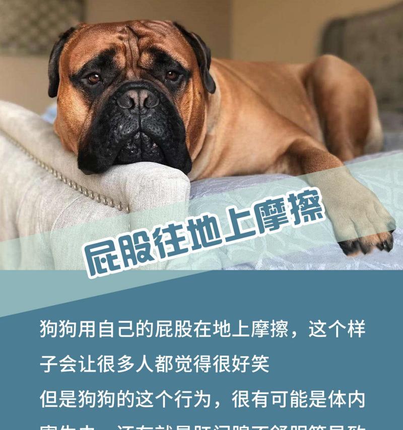 揭秘狗狗哼哼唧唧的原因（探究狗狗哼哼唧唧的行为背后的真正原因）