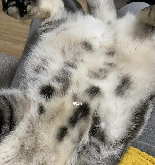 揭秘狗狗毛发黄的原因（探究狗狗毛发黄的可能因素及解决方法）