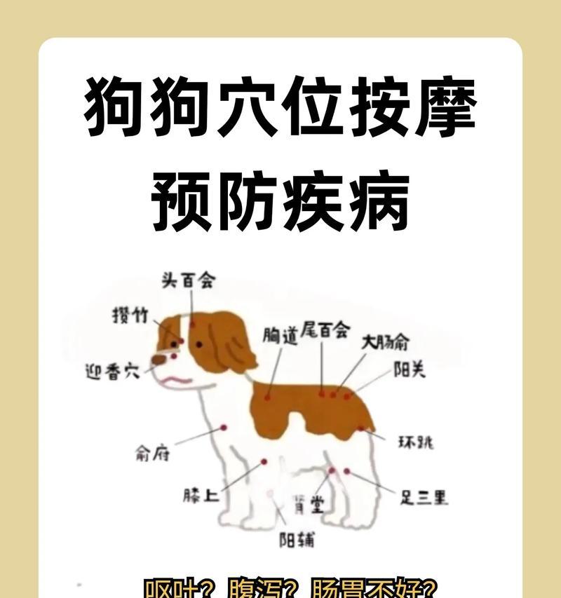 狗狗拉稀后可以用什么药？（狗狗拉稀后如何选择合适的药物）