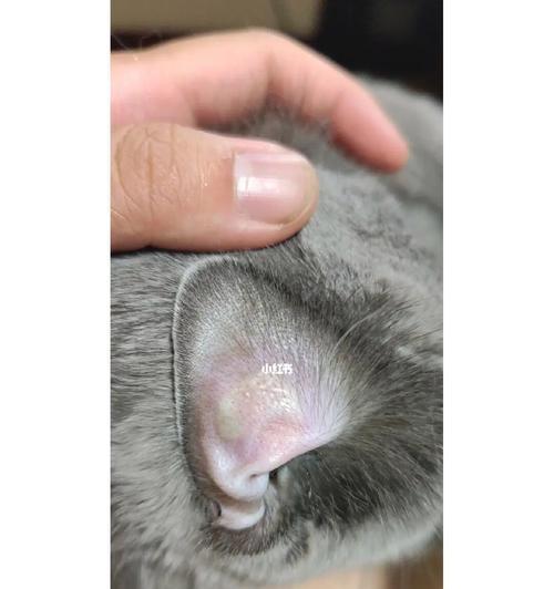 猫身上的白色物质是什么？解析猫毛囊虫病（猫毛囊虫病与白色物质的关联及防治方法）