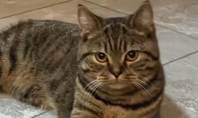 探讨给猫取名字的最佳选择（猫名字选择的关键因素及取名建议）