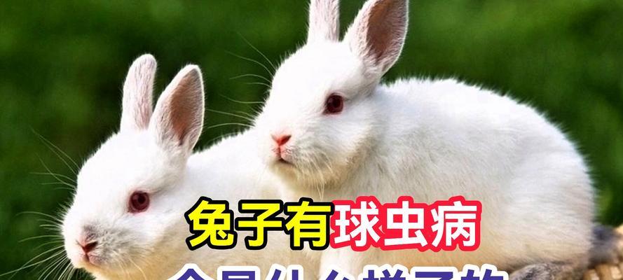 兔子的特征及习性（探索兔子的外貌和生活习性）