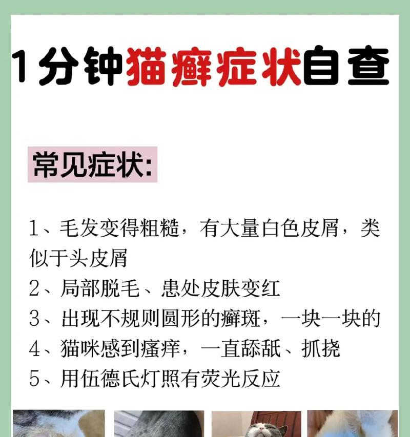 长猫癣的症状及治疗方法详解（了解长猫癣的常见症状及有效治疗方法）