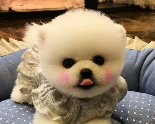 博美俊介（探寻博美俊介的特点、历史和养殖技巧）