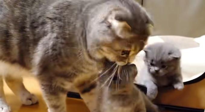 猫什么时候断奶？（探究猫咪成长过程中的关键时刻）