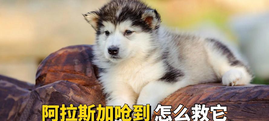 如何选择适合狗狗的狗粮？（以健康为导向，打造营养均衡的饮食习惯）