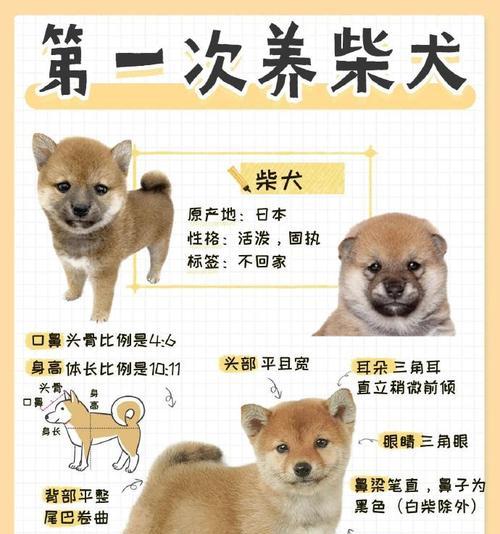 小狗的特点和魅力（探索小狗的可爱与忠诚）