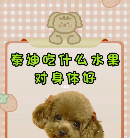以泰迪成年了喂什么好（为你的成年泰迪提供均衡营养的饮食建议）
