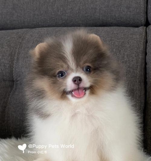 博美犬的多彩世界（探索博美犬的丰富毛色和色彩搭配）