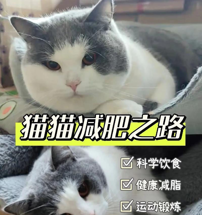 猫绝育后饮食需求（如何为绝育后的猫咪提供均衡营养，预防肥胖和尿路结石）