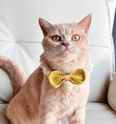 保护宠物猫咪的健康（了解猫咪应该接种哪些疫苗，才能确保它们的健康与幸福）