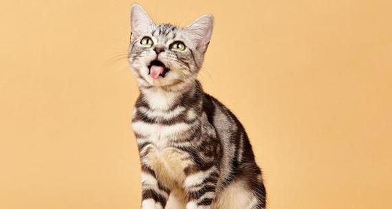 常见的18种宠物猫（探索宠物猫世界的多样性与魅力）