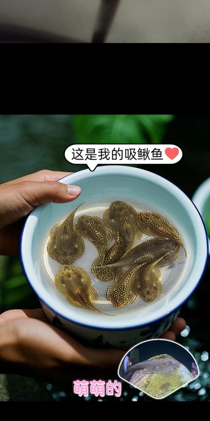 鱼缸中有些鱼为何总是抢不上食物？（探究鱼缸中鱼儿抢食现象背后的原因）