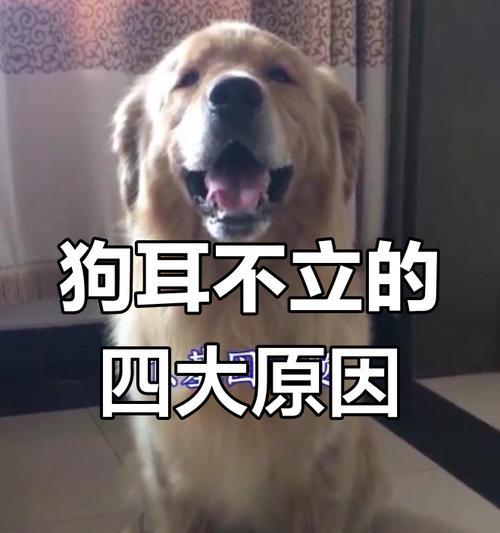 探秘狗狗的耳朵（狗狗耳朵的类型及其特点，你家狗狗是哪种？）