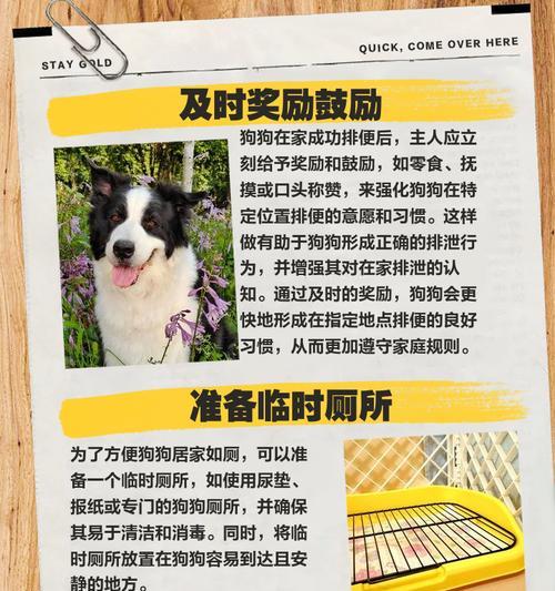天性安静的狗狗品种有哪些？（解决狗狗叫唤问题的好选择）