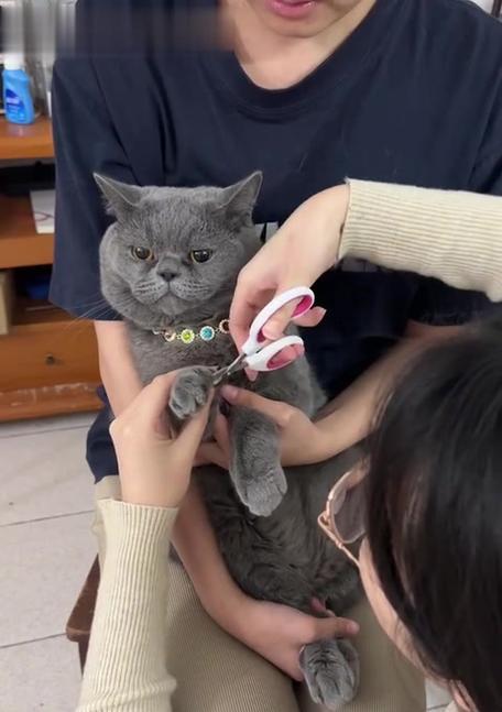小猫的指甲修剪时间（了解小猫指甲修剪的最佳时间和方法）