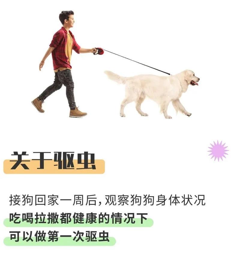 小狗驱虫的最佳时机与方法（为宠物犬保驱虫，选对时机与方法至关重要）