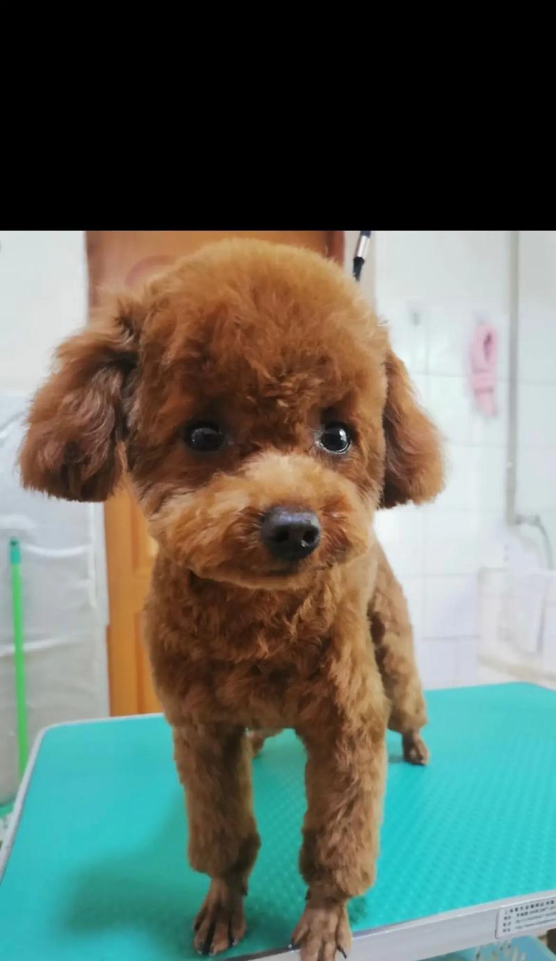 泰迪犬生病的表现及注意事项（了解泰迪犬生病的迹象，及时保护它们的健康）