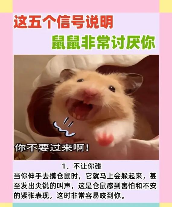 仓鼠饮食习惯与禁食时间（探索仓鼠不进食的时间和原因）