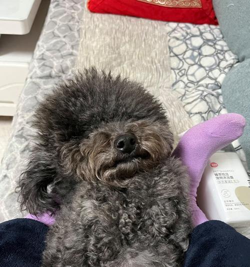 狗狗生宝宝后多久可以洗澡？（了解合适的洗澡时间，给狗宝宝一个清洁舒适的环境）