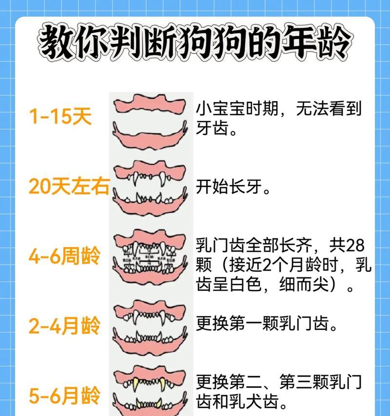 狗狗年龄换算表（最新年龄换算表揭示狗狗与人类的年龄对应关系，让你更了解它们）