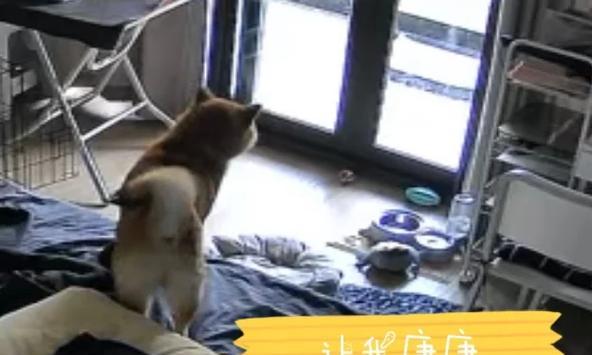 被子被狗狗尿了，需要多久才能散味？（了解尿液气味散发的时间和方法，保持床上用品清洁与卫生）