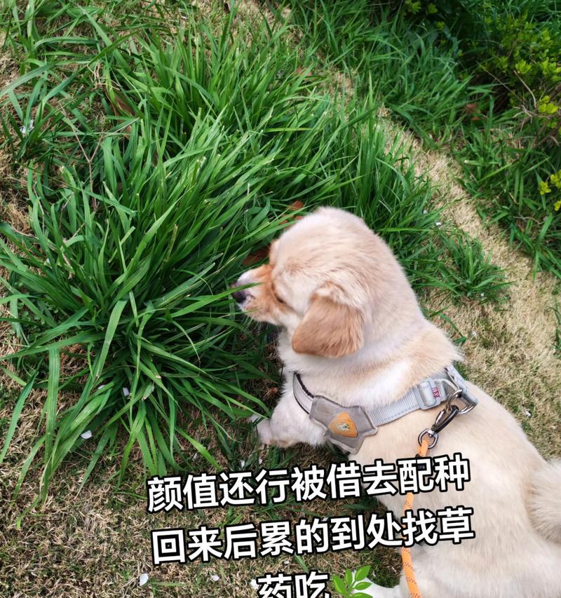 狗狗配种后多久会出现呕吐症状？（了解呕吐症状对狗狗健康管理的重要性）