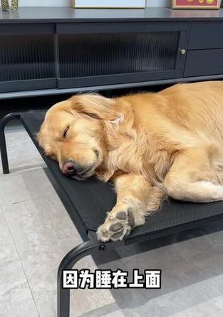 八个月狗狗的睡眠需求及养护