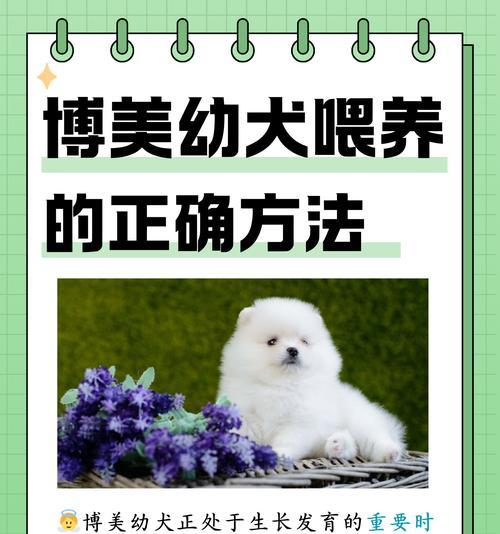 幼犬成长所需的关键营养成分（养护健康，营养至关重要）