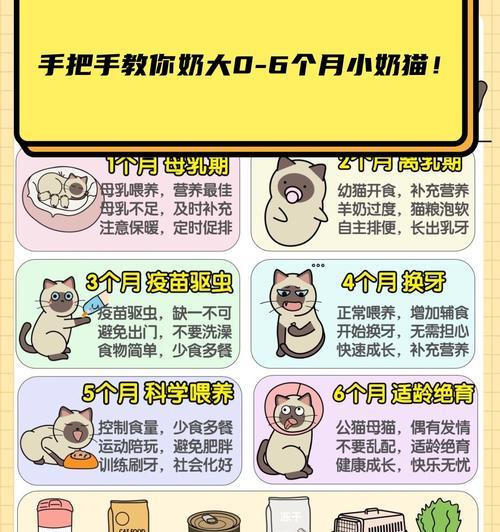 宝宝猫崽的排便频率与健康（探讨猫崽排便的时间间隔和注意事项）
