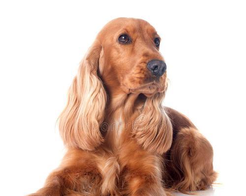 英国可卡犬价格及其适养性分析（英国可卡犬）