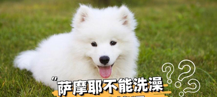 如何正确给萨摩耶洗澡？（萨摩耶洗澡的步骤及注意事项）