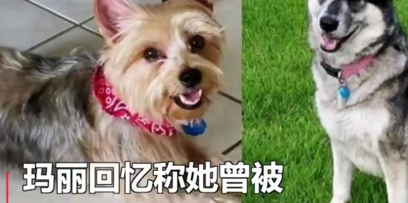 宠物狗舔主人多久才算过度？（狗狗的舔行为频率与健康的关系探究）