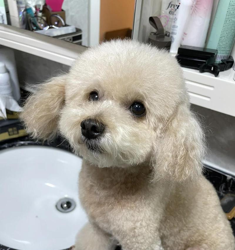 狗配种后多久可以洗澡？（犬只健康与洁净的关系，洗澡时间和注意事项。）