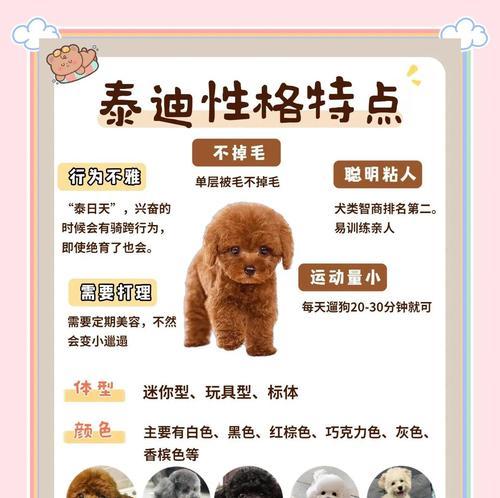 探讨泰迪狗饭后多久拉屎的时间规律（揭秘泰迪狗拉屎频率与消化系统的关系）