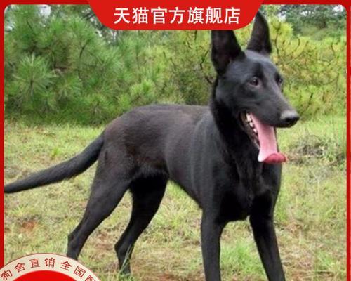 了解看家大狗（大型犬品种比较及适应不同家庭的特点）