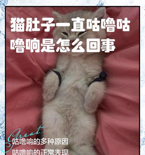 小猫咕噜咕噜声的舒适之谜（揭秘小猫咕噜声的原因与意义）