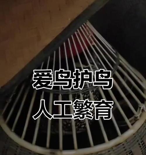 人工繁殖鸟类的重要性与实施方法（探索可行性和保护自然生态的关键举措）