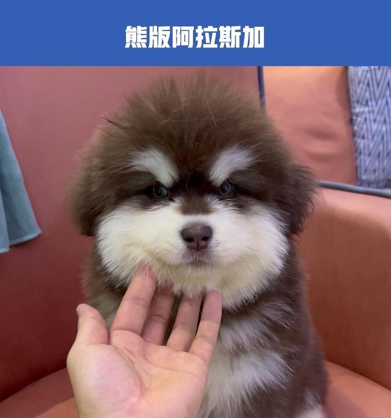 阿拉斯加犬的脸型多样性（探索阿拉斯加犬不同脸型的特征和魅力）