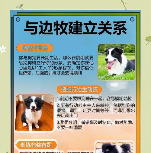 边境牧羊犬养护指南（养边境牧羊犬需要注意什么？专家分享必备技巧）