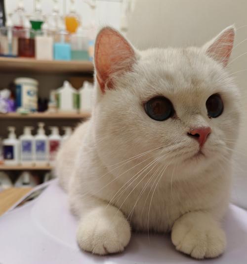 如何正确给三个月大的猫洗澡（适宜的洗澡频率和注意事项）