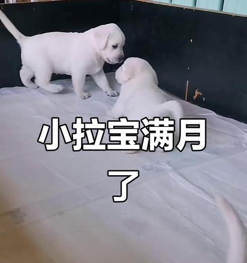 满月小狗需要定期驱虫吗？（满月小狗驱虫的时间和方式及注意事项）