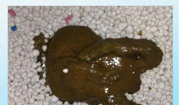刺激小猫排便的方法和时间掌握（让小猫顺利排便，关键在刺激）