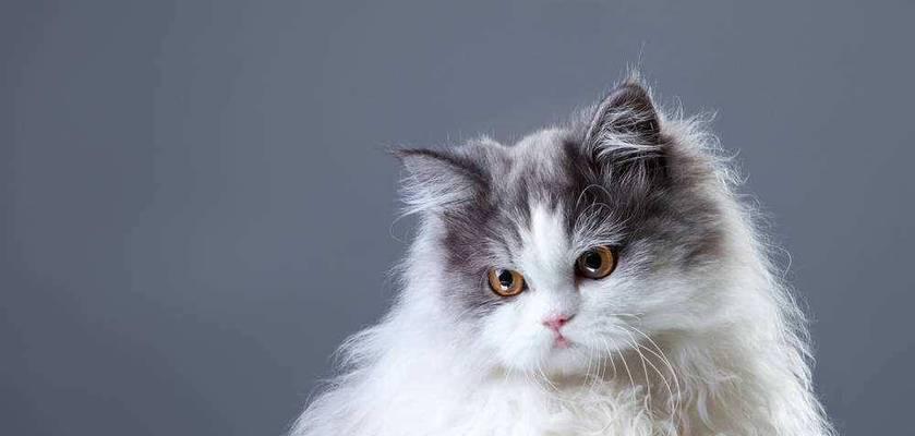 珍稀猫咪（探索市场稀缺的猫咪品种，呼唤更多关注它们的声音）