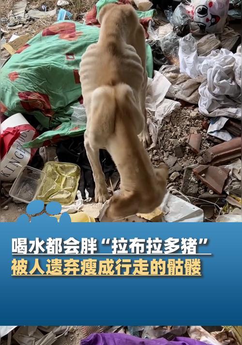 拉布拉多不喝水多久会有什么后果？（探究拉布拉多不喝水的影响及解决方法）