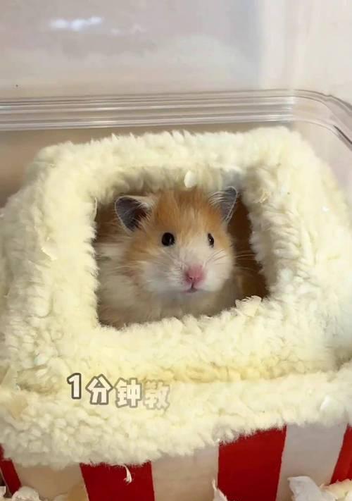 探究仓鼠的常见品种及其特点（了解不同品种仓鼠，选择适合你的宠物）