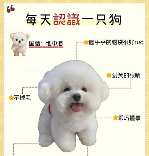比熊犬的一生（不同时期下比熊犬的特点与表现，忠诚、活泼、温柔）