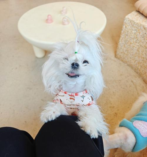揭秘犬界身价最高的狗狗品种（了解这些狗狗的身价，你可能会大吃一惊！）