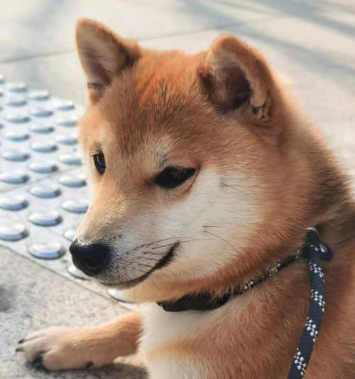 柴犬的可爱与缺点（探究柴犬可爱与缺点的两面性）